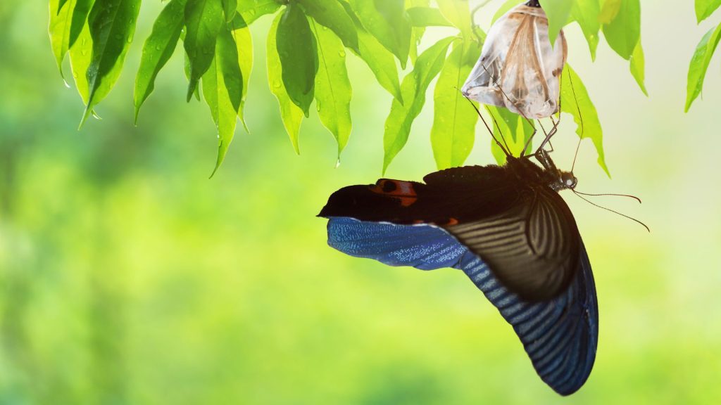 The Chrysalis of the Great Turning: Imaginal Cells and the Birth of a Renewed Humanity