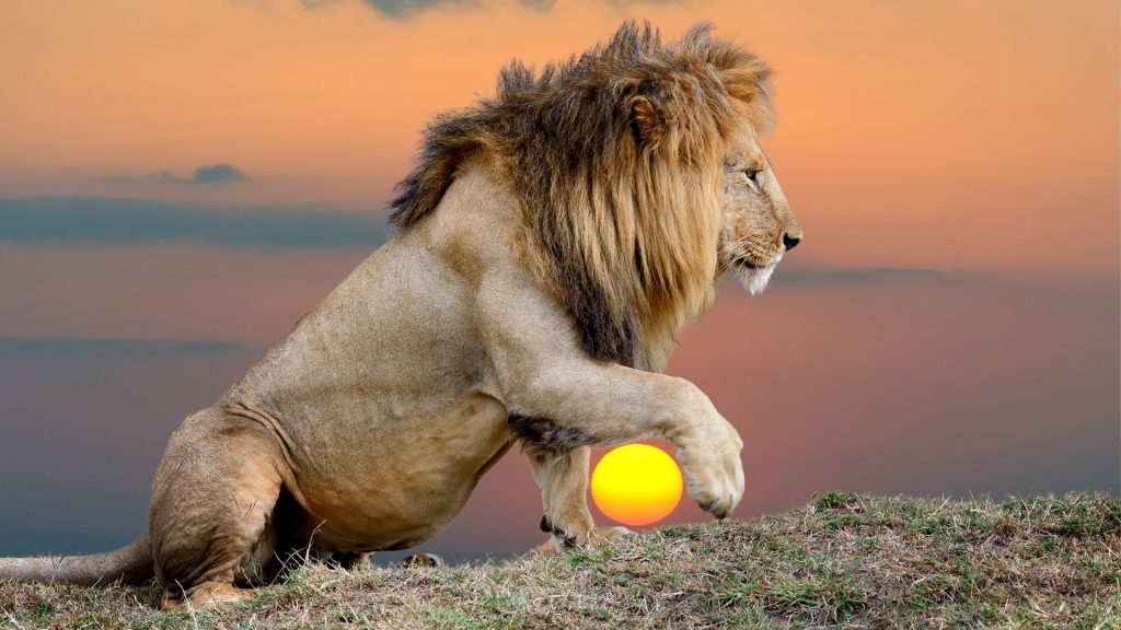 The Buddha's Lion's Roar